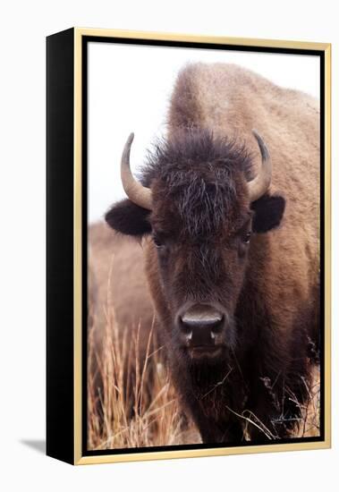 American Bison IV-Debra Van Swearingen-Framed Premier Image Canvas