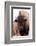 American Bison IV-Debra Van Swearingen-Framed Photographic Print