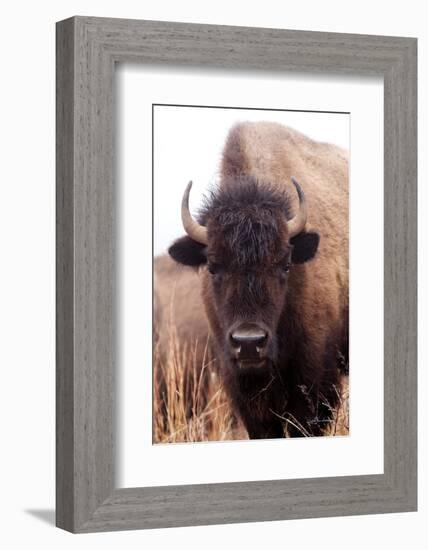 American Bison IV-Debra Van Swearingen-Framed Photographic Print