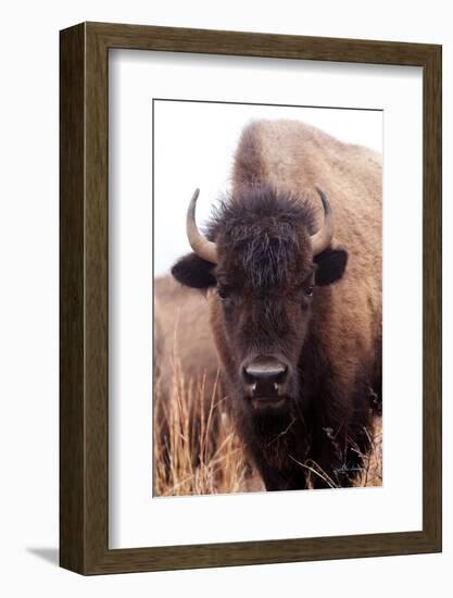 American Bison IV-Debra Van Swearingen-Framed Photographic Print