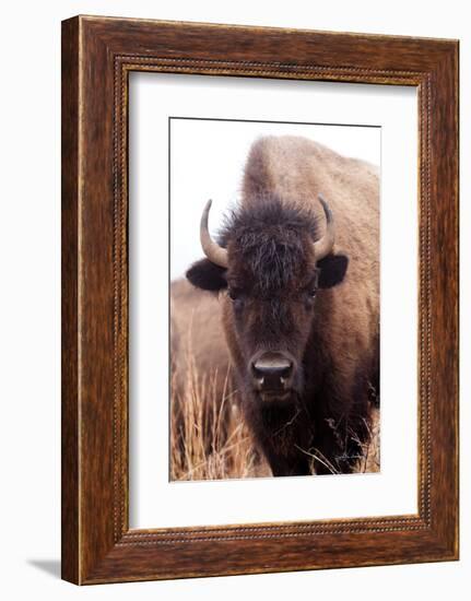 American Bison IV-Debra Van Swearingen-Framed Photographic Print