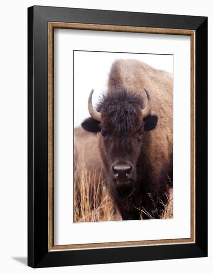 American Bison IV-Debra Van Swearingen-Framed Photographic Print