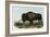 American Bison or Buffalo-John James Audubon-Framed Giclee Print