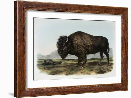 American Bison or Buffalo-John James Audubon-Framed Giclee Print