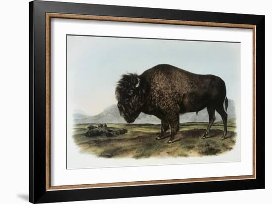 American Bison or Buffalo-John James Audubon-Framed Giclee Print