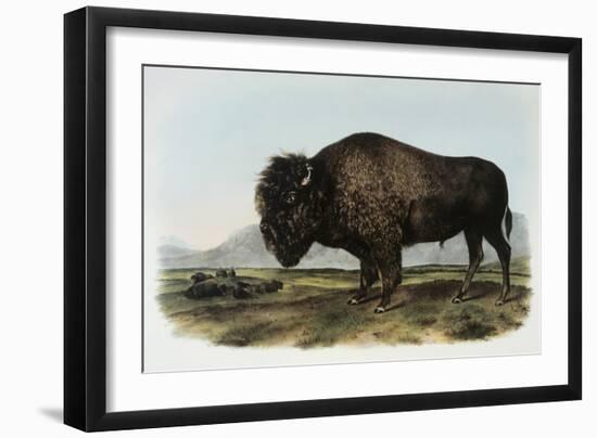 American Bison or Buffalo-John James Audubon-Framed Giclee Print