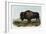 American Bison or Buffalo-John James Audubon-Framed Giclee Print