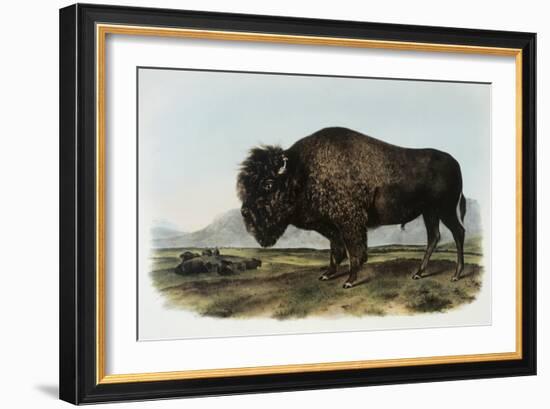 American Bison or Buffalo-John James Audubon-Framed Giclee Print