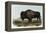 American Bison or Buffalo-John James Audubon-Framed Premier Image Canvas