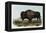 American Bison or Buffalo-John James Audubon-Framed Premier Image Canvas