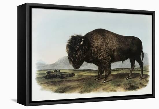 American Bison or Buffalo-John James Audubon-Framed Premier Image Canvas