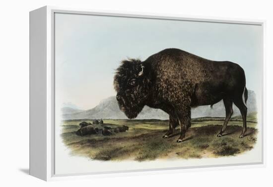 American Bison or Buffalo-John James Audubon-Framed Premier Image Canvas