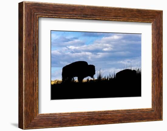 American Bison silhouette. Yellowstone National Park, Wyoming-Adam Jones-Framed Photographic Print