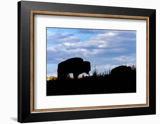 American Bison silhouette. Yellowstone National Park, Wyoming-Adam Jones-Framed Photographic Print