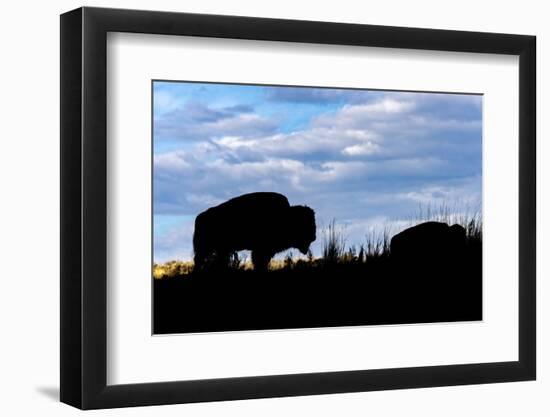 American Bison silhouette. Yellowstone National Park, Wyoming-Adam Jones-Framed Photographic Print