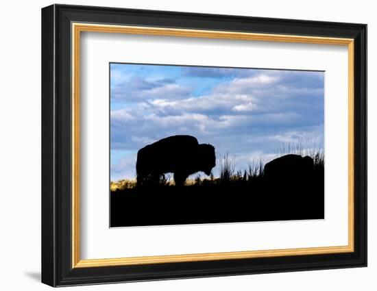 American Bison silhouette. Yellowstone National Park, Wyoming-Adam Jones-Framed Photographic Print