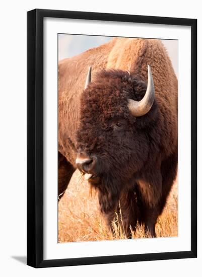 American Bison, Teton National Park, Wyoming II-Larry Ditto-Framed Art Print