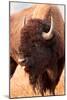 American Bison, Teton National Park, Wyoming II-Larry Ditto-Mounted Art Print