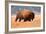 American Bison, Teton National Park, Wyoming-Larry Ditto-Framed Art Print