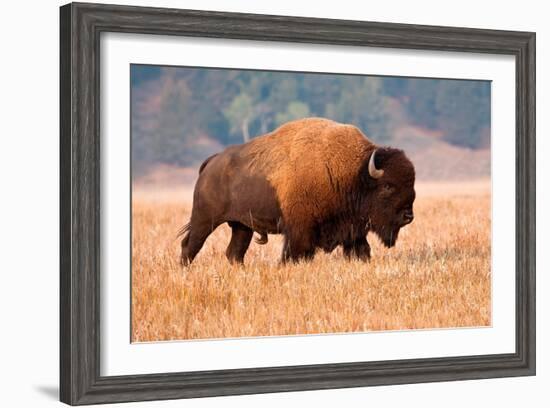 American Bison, Teton National Park, Wyoming-Larry Ditto-Framed Art Print