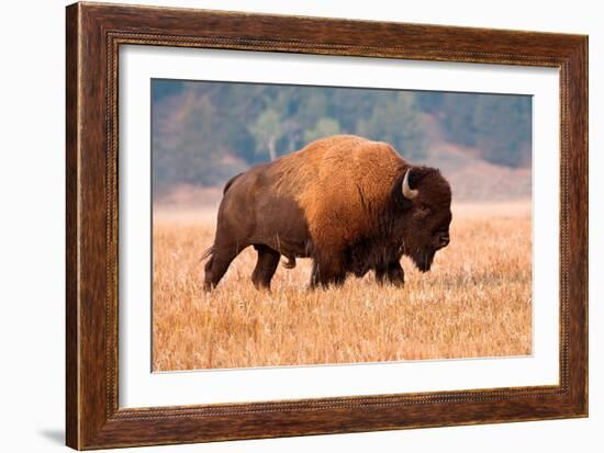 American Bison, Teton National Park, Wyoming-Larry Ditto-Framed Art Print