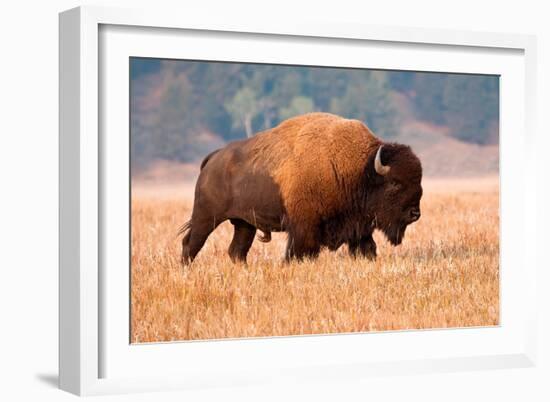American Bison, Teton National Park, Wyoming-Larry Ditto-Framed Art Print