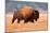 American Bison, Teton National Park, Wyoming-Larry Ditto-Mounted Art Print