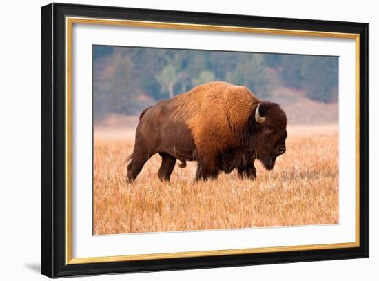 American Bison, Teton National Park, Wyoming-Larry Ditto-Framed Art Print