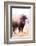 American Bison V-Debra Van Swearingen-Framed Photographic Print