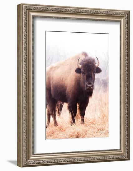 American Bison V-Debra Van Swearingen-Framed Photographic Print