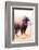 American Bison V-Debra Van Swearingen-Framed Photographic Print