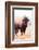 American Bison V-Debra Van Swearingen-Framed Photographic Print