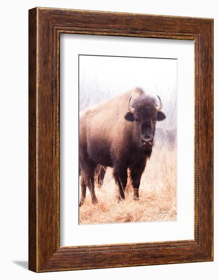 American Bison V-Debra Van Swearingen-Framed Photographic Print