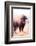 American Bison V-Debra Van Swearingen-Framed Photographic Print