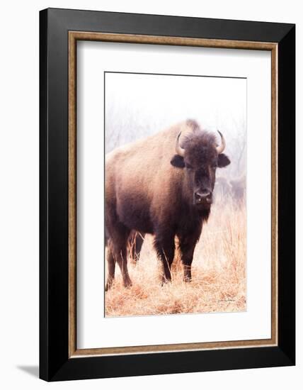 American Bison V-Debra Van Swearingen-Framed Photographic Print