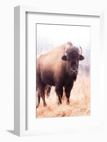 American Bison V-Debra Van Swearingen-Framed Photographic Print