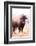 American Bison V-Debra Van Swearingen-Framed Photographic Print