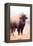 American Bison V-Debra Van Swearingen-Framed Premier Image Canvas