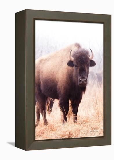 American Bison V-Debra Van Swearingen-Framed Premier Image Canvas