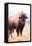 American Bison V-Debra Van Swearingen-Framed Premier Image Canvas