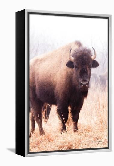 American Bison V-Debra Van Swearingen-Framed Premier Image Canvas