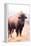 American Bison V-Debra Van Swearingen-Framed Premier Image Canvas