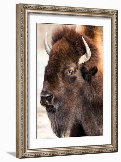 American Bison VI-abzerit-Framed Photographic Print