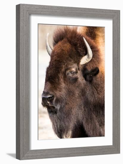 American Bison VI-abzerit-Framed Photographic Print