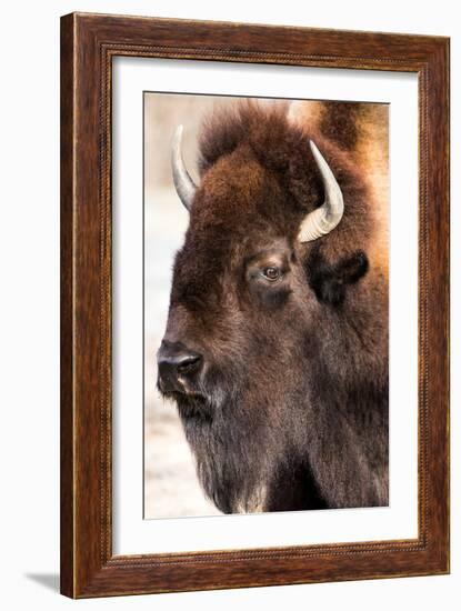 American Bison VI-abzerit-Framed Photographic Print