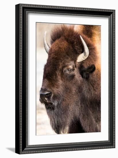 American Bison VI-abzerit-Framed Photographic Print