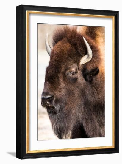 American Bison VI-abzerit-Framed Photographic Print