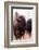 American Bison VI-Debra Van Swearingen-Framed Photographic Print