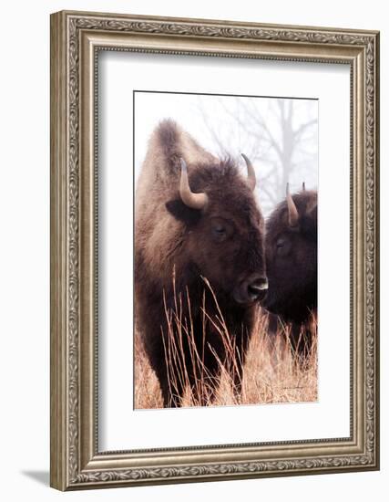 American Bison VI-Debra Van Swearingen-Framed Photographic Print