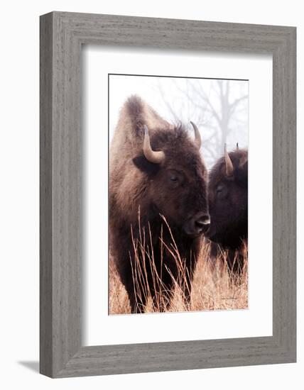 American Bison VI-Debra Van Swearingen-Framed Photographic Print